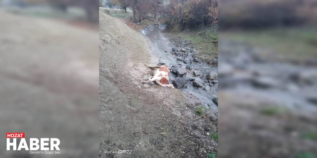 Dersim'de Ayılar Kış Uykusu Öncesi Vatandaşların Hayvanlarına Zarar Veriyor 4